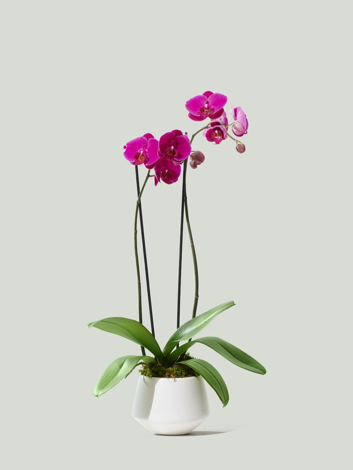 Orchidea Phalaenopsis finta MADOU, su stelo, fucsia, 40cm