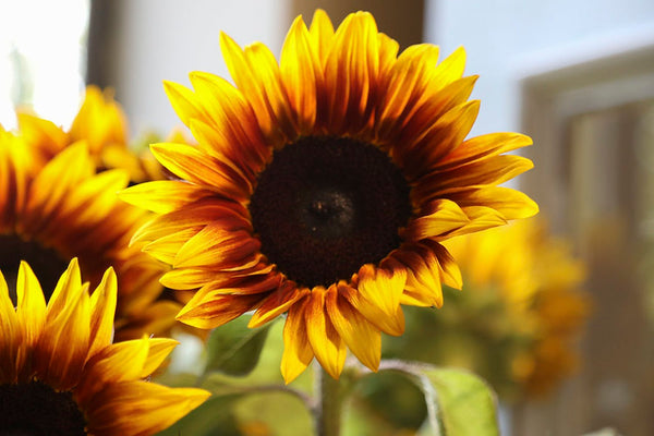 AN ODE TO: SUNFLOWERS