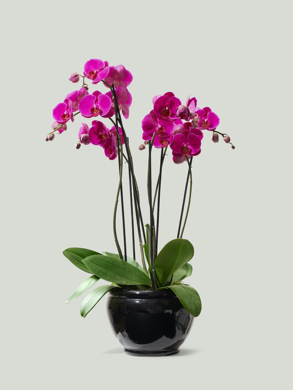 Pink Phalaenopsis Orchid Plants | McQueens Flowers NYC – US