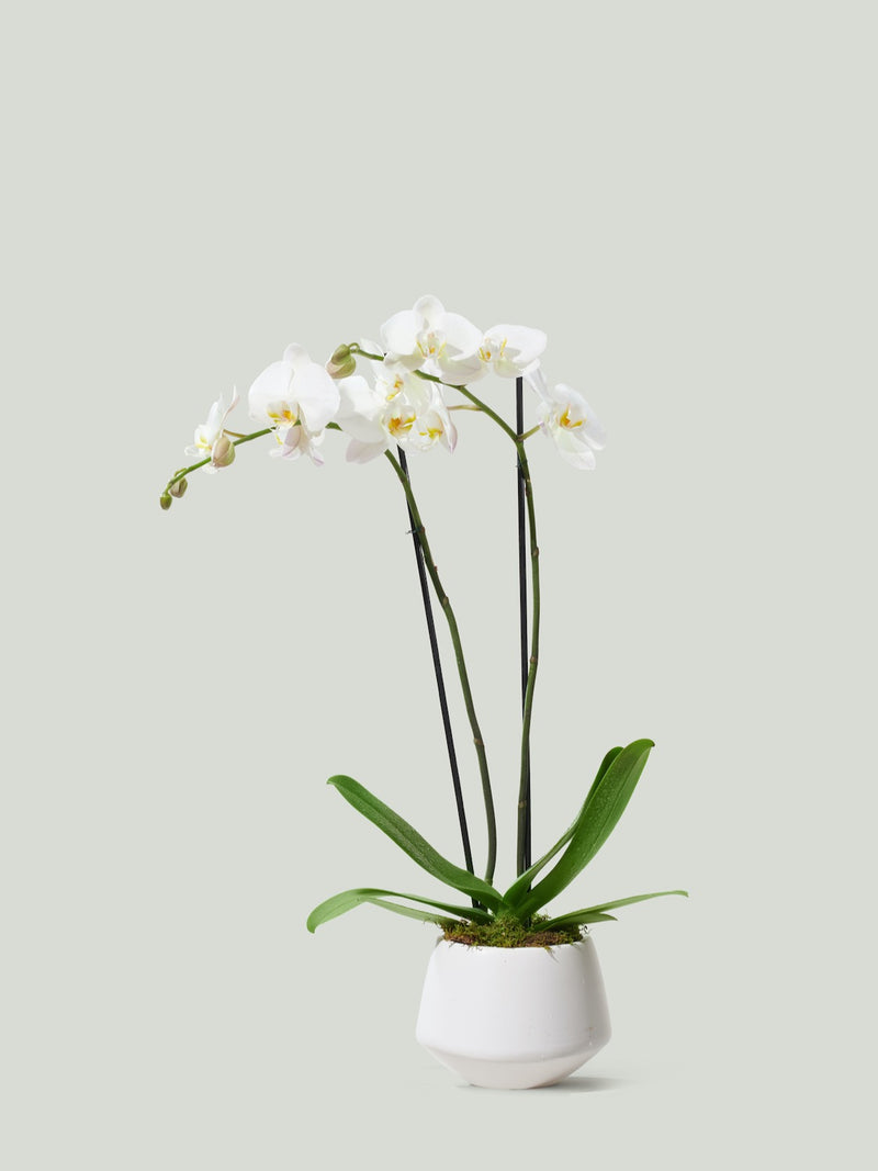 WHITE PHALAENOPSIS ORCHIDS