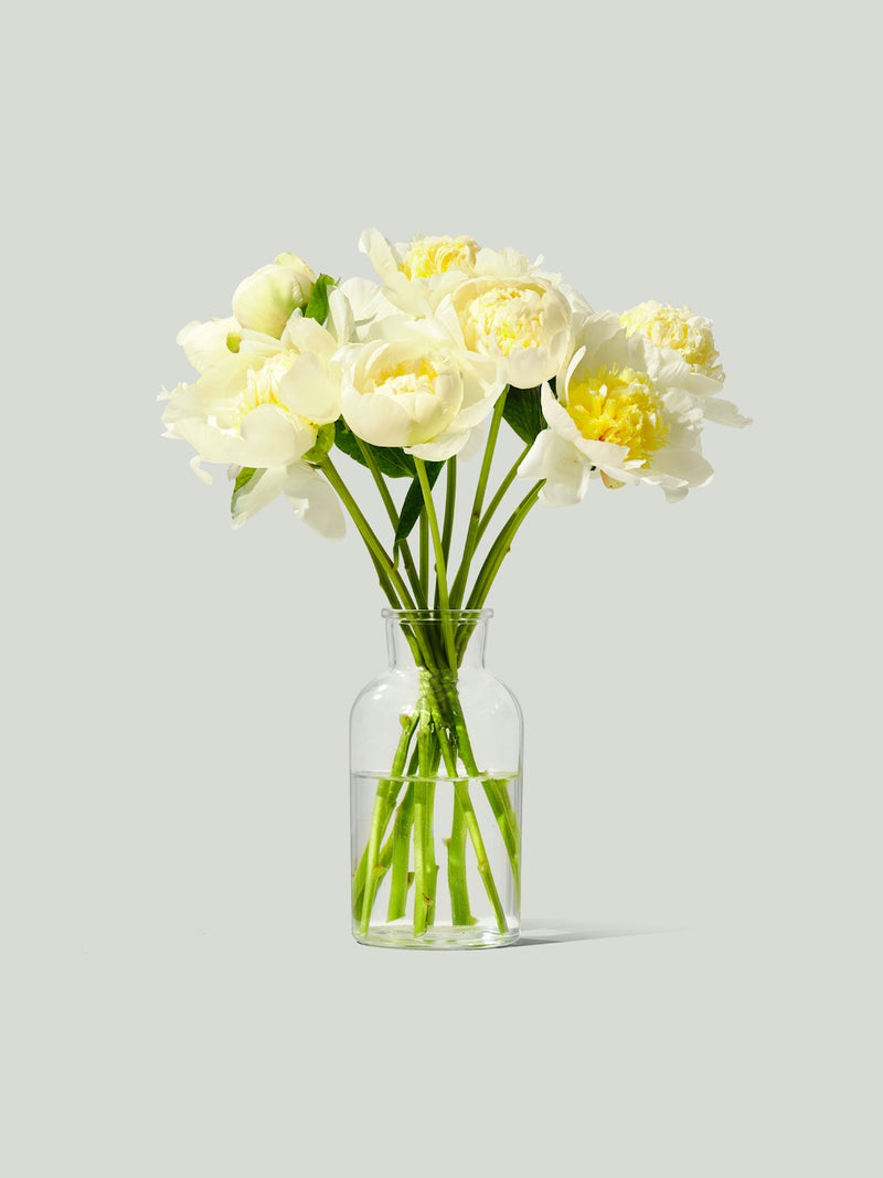 White Peony Arrangement